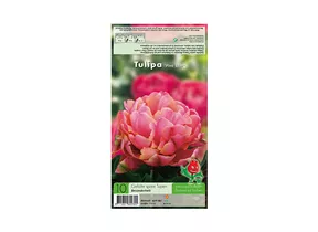 Blumenzwiebeln - Tulpen Pink Star / Gefüllte späte lachs-rosa-lila, 10 Stück