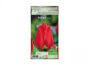 Blumenzwiebeln - Tulpen Parade / Darwin Hybride rot, 10 Stück