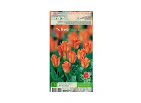 Blumenzwiebeln - Tulpen Orange Emperor / Fosteriana orange, 10 Stück