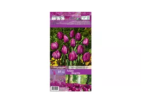 Blumenzwiebeln - Tulpen Negrita / Triumph purpur violett, 10 Stück