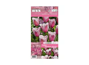 Blumenzwiebeln - Tulpen Mistress Mystic / Triumph rosa lila blau, 10 Stück