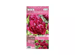 Blumenzwiebeln - Tulpen Margarita / Gefüllte späte purpur-rosa, 10 Stück