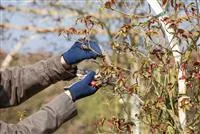 - Der Rosenschnitt – Schönheitskur im Frühling  - Der Rosenschnitt – Schönheitskur im Frühling