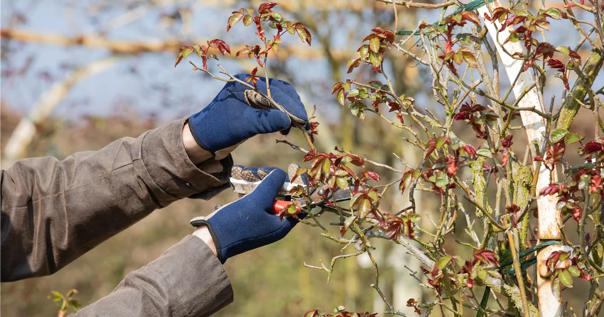  - Der Rosenschnitt – Schönheitskur im Frühling