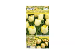 Blumenzwiebeln - Tulpen Ivory Floradale / Darwin Hybride creme weiß, 10 Stück