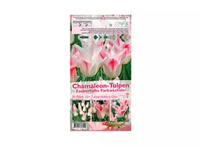 Blumenzwiebeln - Tulpen Holland Chic / Lilienblütig weiß-rosa, 20 Stück