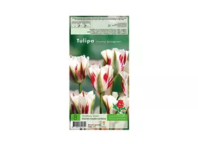 Blumenzwiebeln - Tulpen Flaming Springgreen / 11/+ Viridiflora weiß grün rot, 8 Stück