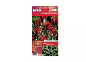 Blumenzwiebeln - Tulpen Esperanto / Viridiflora rot-weiß grün, 10 Stück