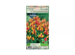 Blumenzwiebeln - Tulpen Colour Spectacle / 11/12 Mehrblütig gelb-rot, 10 Stück