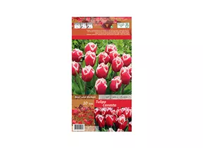 Blumenzwiebeln - Tulpen Canasta / Crispa rot weiße Rand, 10 Stück