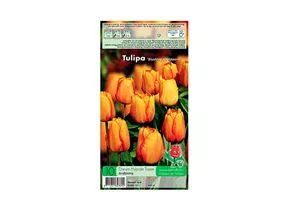 Blumenzwiebeln - Tulpen Bl. Apeldoorn / Darwin Hybride gelb rot, 10 Stück