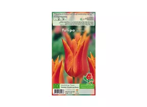 Blumenzwiebeln - Tulpen Ballerina / Lilienblütig orange, 10 Stück
