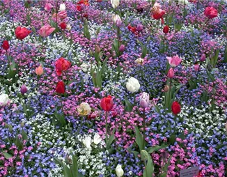 Die Frühblüher – Stars und Sternchen im Frühling