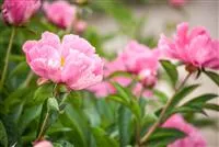 - Ein Frühling voller Päonien  - Ein Frühling voller Päonien