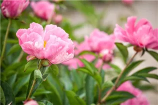 Paeonia lactiflora - Asiatische Pfingstrose Paeonia lactiflora - Asiatische Pfingstrose