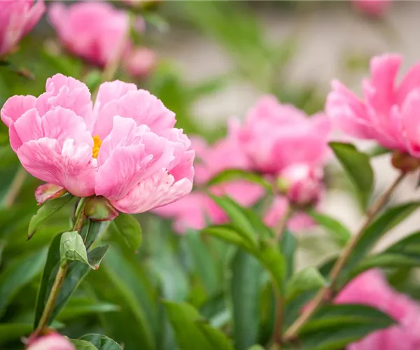  - Ein Frühling voller Päonien