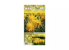 Blumenzwiebeln - Narzissen Rip v Winkle / Narzissen gelb gefüllt, 10 Stück