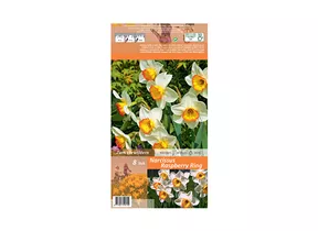 Blumenzwiebeln - Narzissen Raspberry Ring / Großkronig weiß orange, 8 Stück Blumenzwiebeln - Narzissen Raspberry Ring / Großkronig weiß orange, 8 Stück