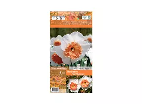 Blumenzwiebeln - Narzissen Precosious / Großkronig weiß lachs rosa, 8 Stück