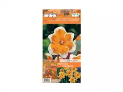 Blumenzwiebeln - Narzissen Orangerie Splittkronig weiß orange, 8 Stück