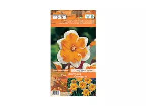 Blumenzwiebeln - Narzissen Orangerie Splittkronig weiß orange, 8 Stück