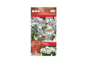 Blumenzwiebeln - Narzissen Actaea / DichterNarzissen rot weiß, 8 Stück