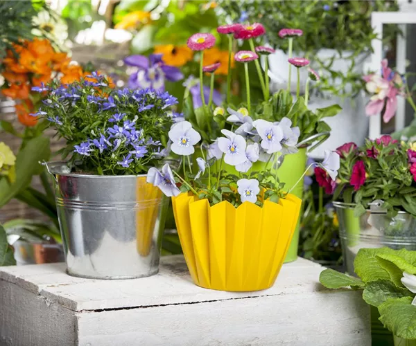 - Frühling auf dem Balkon - Hornveilchen, Narzisse und Co.  - Frühling auf dem Balkon - Hornveilchen, Narzisse und Co.