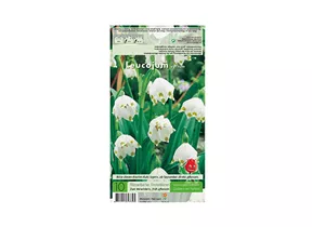 Blumenzwiebeln - Leucojum Vernum / Märzbecher weiß, 10 Stück Blumenzwiebeln - Leucojum Vernum / Märzbecher weiß, 10 Stück