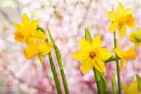 - Jetzt noch Blumenzwiebeln für das Frühjahr pflanzen  - Jetzt noch Blumenzwiebeln für das Frühjahr pflanzen