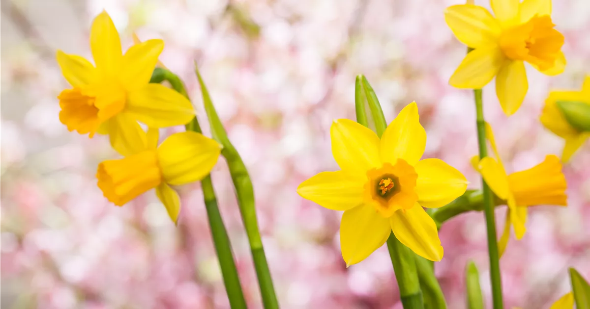  - Jetzt noch Blumenzwiebeln für das Frühjahr pflanzen