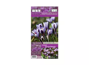 Blumenzwiebeln - Krokusse Sp. Spring Beauty / Krokusse spezies rosa-purpur, 20 Stück