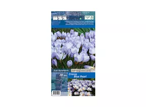 Blumenzwiebeln - Krokusse Blue Pearl 20 Stück - Blau-Weiß