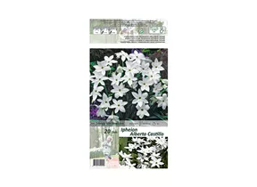 Blumenzwiebeln - Ipheion Alberto Cast. / Triteleia weiß, 20 Stück