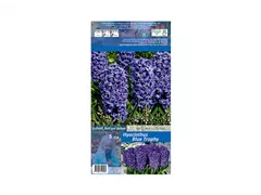 Blumenzwiebeln - Hyazinthen Blue Trophy blau, 5 Stück