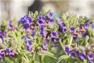  - Pulmonaria saccharata