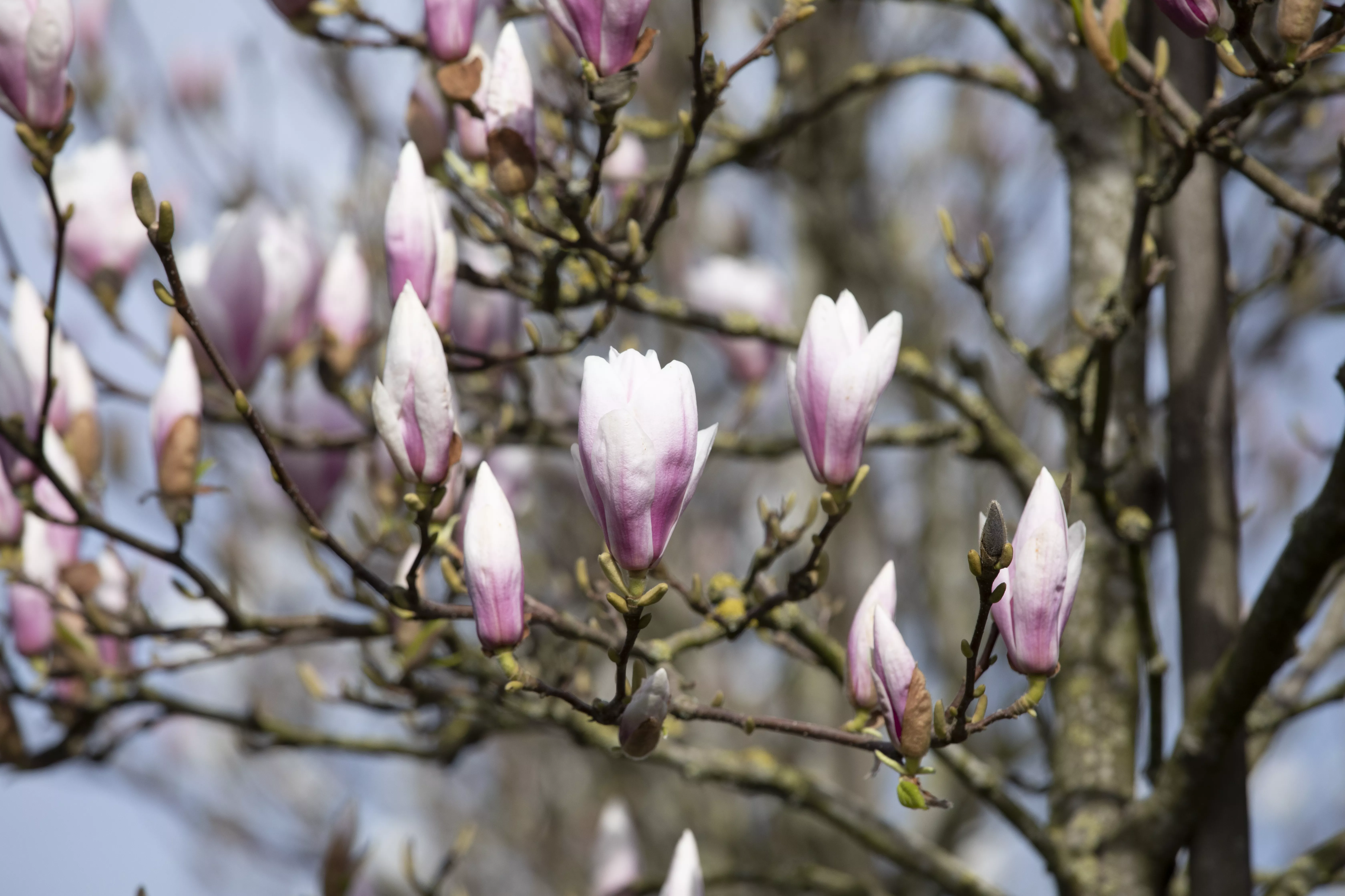 - Die Magnolie – Blütenzauber im Frühling  - Die Magnolie – Blütenzauber im Frühling