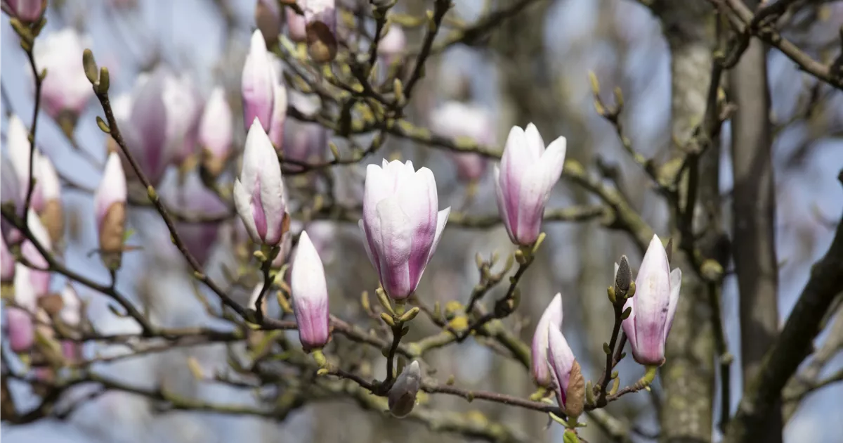  - Die Magnolie – Blütenzauber im Frühling