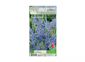 Blumenzwiebeln - Camassia Leicht. Caerula / Prärielilie blau, 3 Stück Blumenzwiebeln - Camassia Leicht. Caerula / Prärielilie blau, 3 Stück
