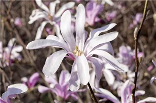 Magnolia liliiflora 'Susan' - Niedrige Magnolie 'Susan' Magnolia liliiflora 'Susan' - Niedrige Magnolie 'Susan'