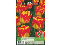 Blumenzwiebeln - Tulpen Banja Luka Darwin Hybride 20 Stück - Gelb-Rot