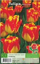 Blumenzwiebeln - Tulpen Banja Luka Darwin Hybride 20 Stück - Gelb-Rot