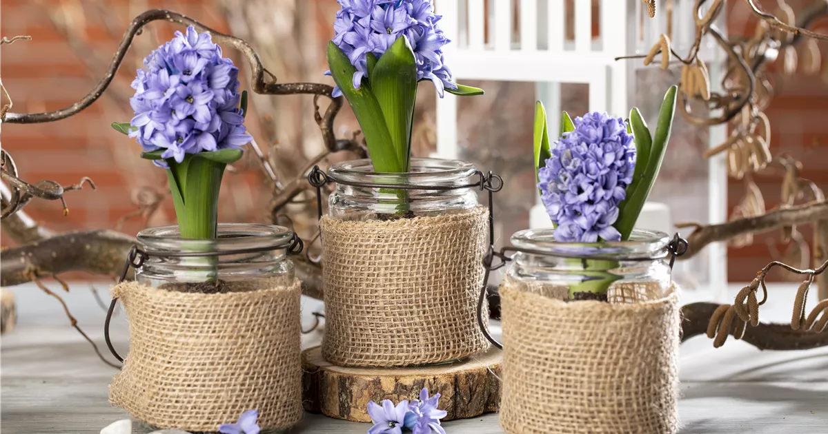 - Blumenzwiebeln im Haus – Frühling im Wohnzimmer