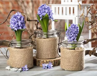 Blumenzwiebeln im Haus – Frühling im Wohnzimmer