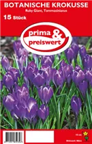 Blumenzwiebeln - Krokusse Ruby Giant 15 Stück - Purpur Blumenzwiebeln - Krokusse Ruby Giant 15 Stück - Purpur