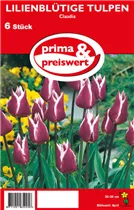 Blumenzwiebeln - Lilienblütige Tulpen Claudia 6 Stück - Violet-Weiße Rand Blumenzwiebeln - Lilienblütige Tulpen Claudia 6 Stück - Violet-Weiße Rand