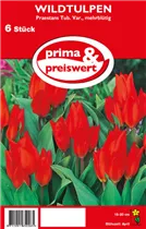 Blumenzwiebeln - Wildtulpen Praestans Tub.Var. Mehrblütig 6 Stück - Rot