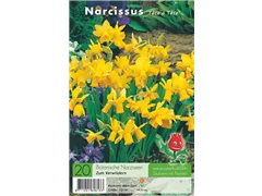 Blumenzwiebeln - Narzisse Tete A Tete Cyclamineus 20 Stück - Gelb