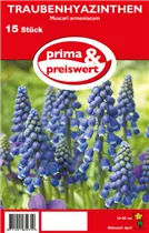 Blumenzwiebeln - Traubenhyazinthen Muscari Armeniacum 15 Stück - Blau Blumenzwiebeln - Traubenhyazinthen Muscari Armeniacum 15 Stück - Blau