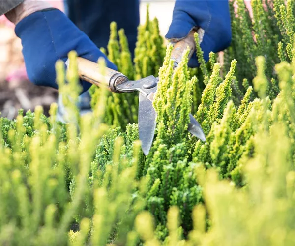 - Für die Gesundheit – Rückschnitt im Frühling  - Für die Gesundheit – Rückschnitt im Frühling