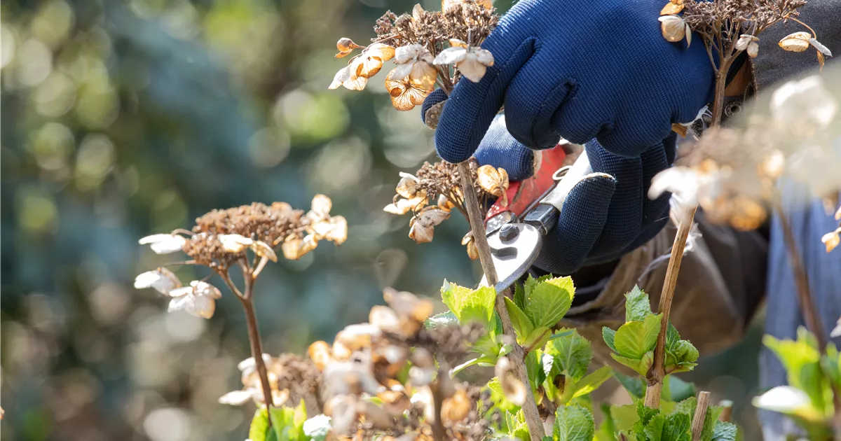  - Alte Blütenstände machen Platz für neue Blüten